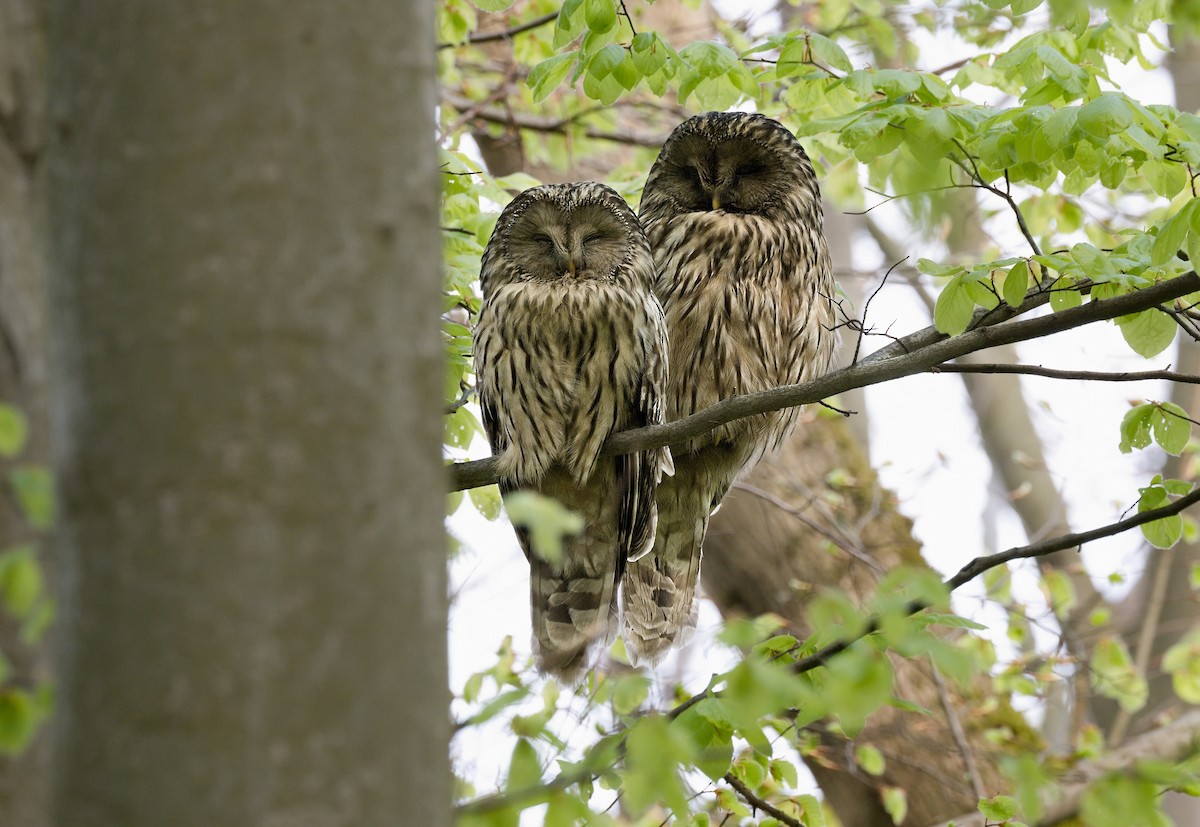 Ural Owl - Pavel Štěpánek