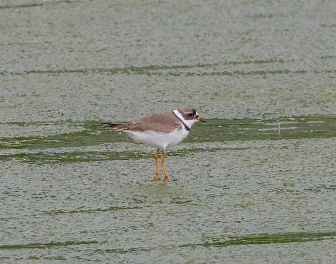 Semipalmated Plover - ML618378531