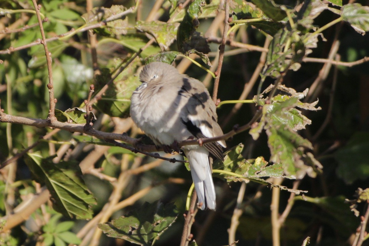 Picui Ground Dove - ML618378538