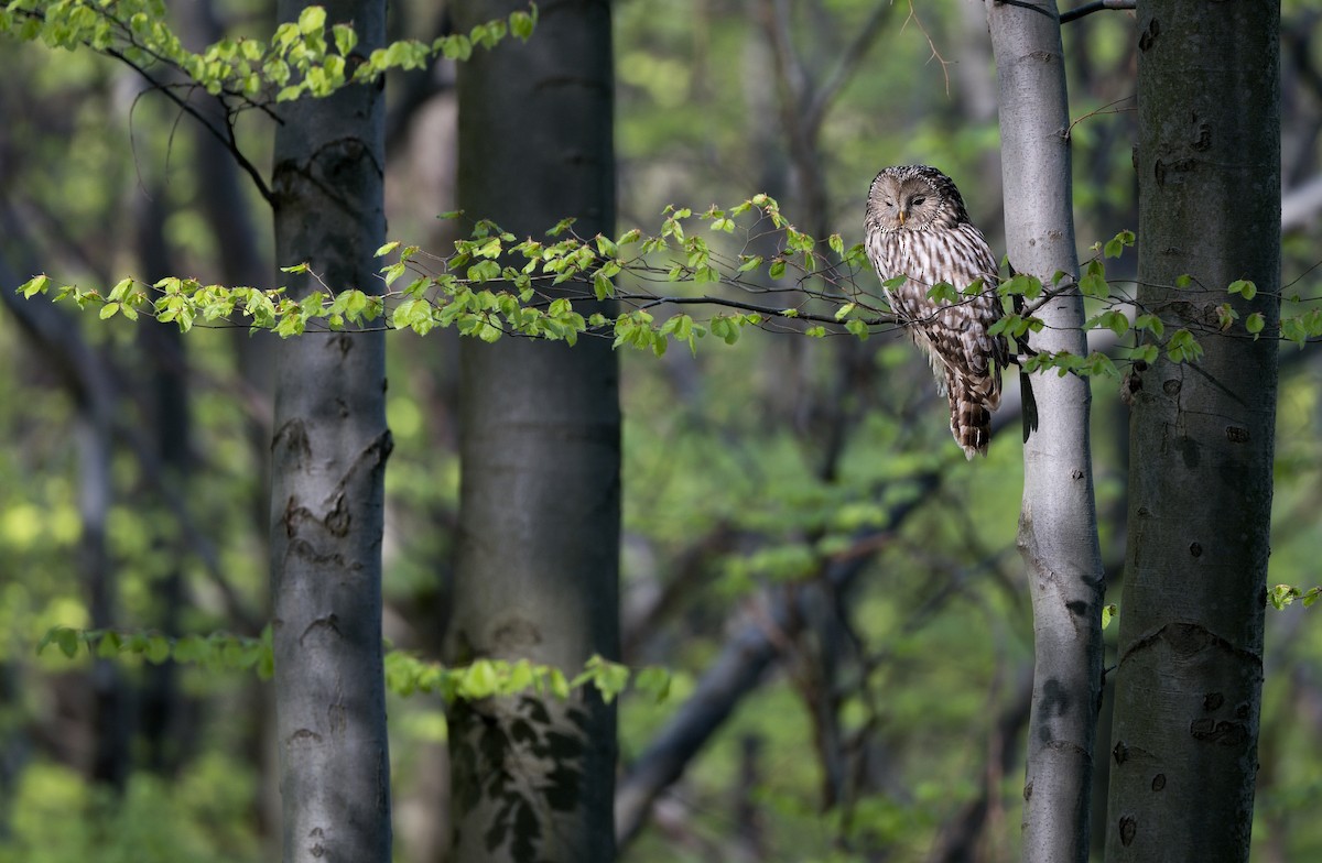 Ural Owl - Pavel Štěpánek
