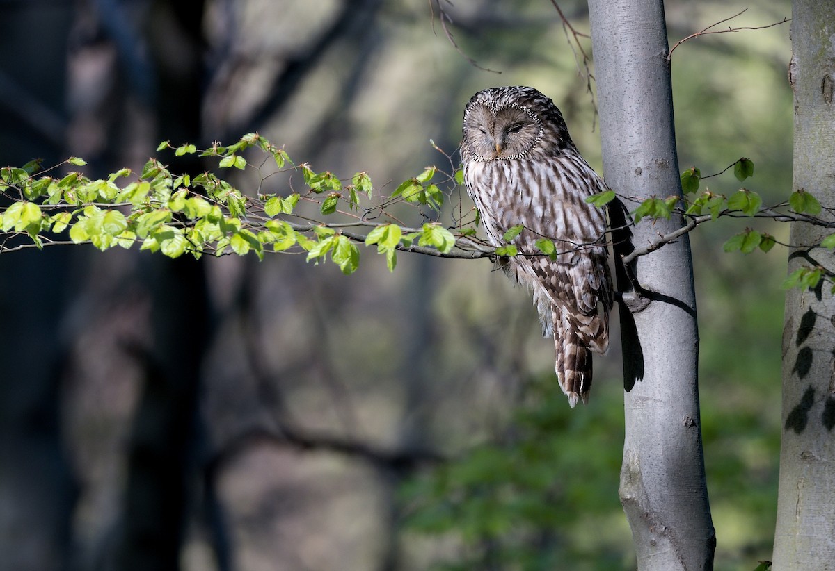 Ural Owl - Pavel Štěpánek