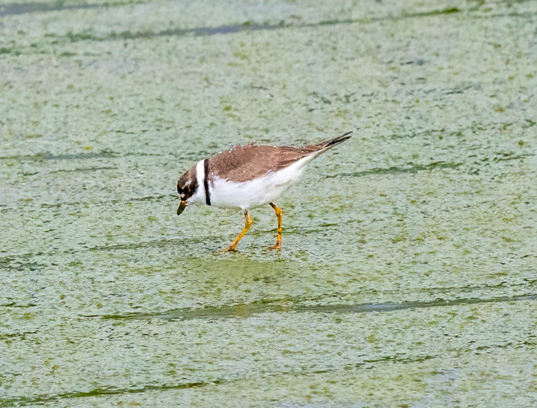Semipalmated Plover - ML618378552