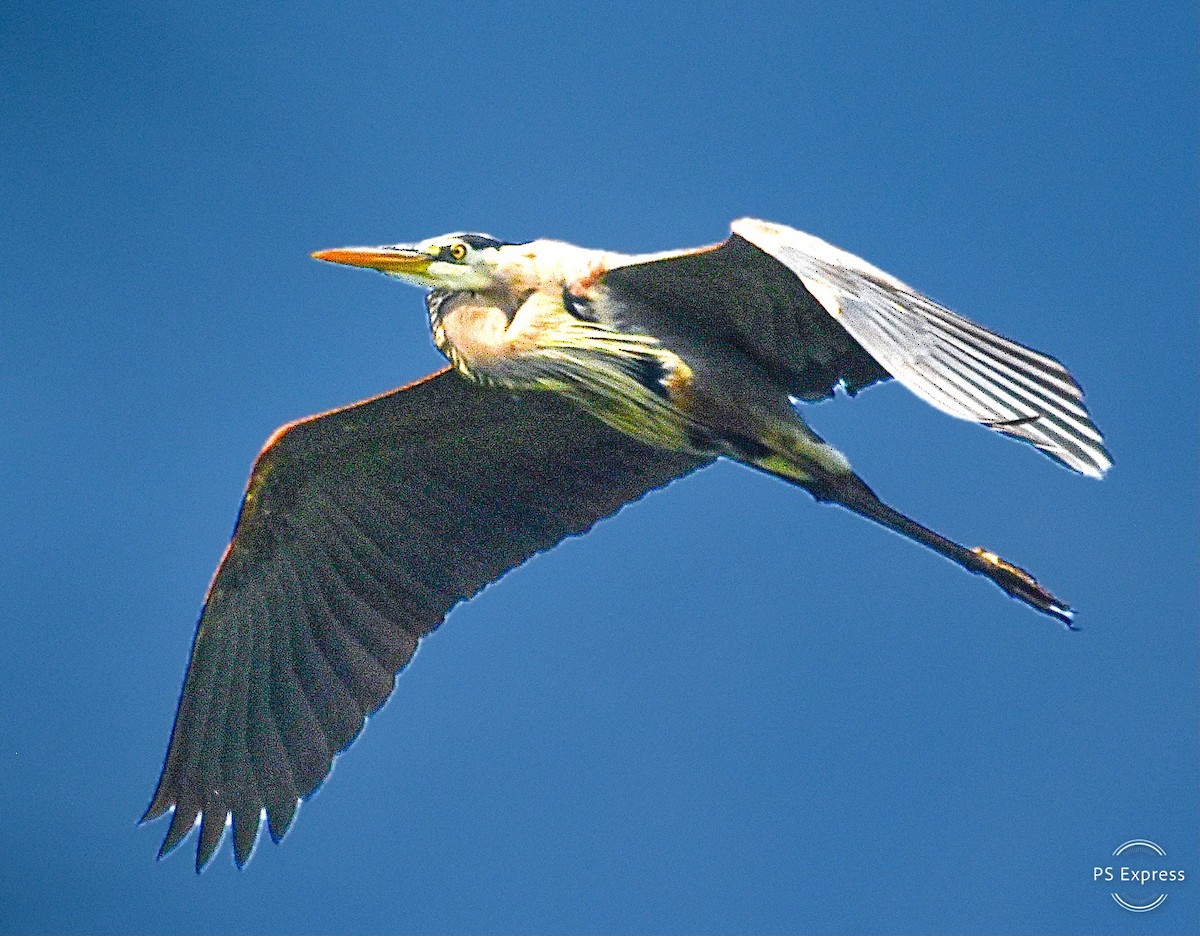 Great Blue Heron - Michael Brower