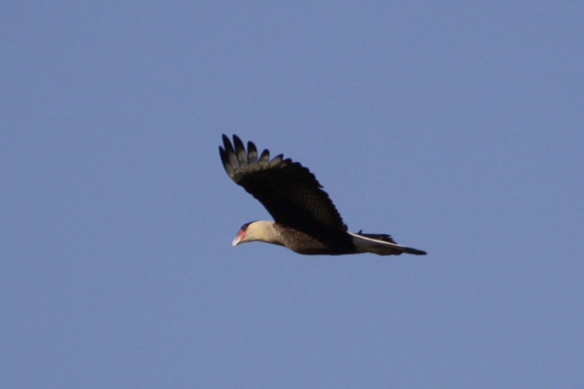 Crested Caracara - ML618378567