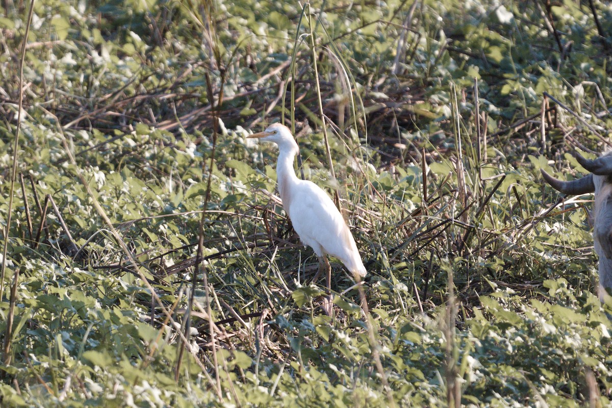 Western Cattle Egret - ML618378571