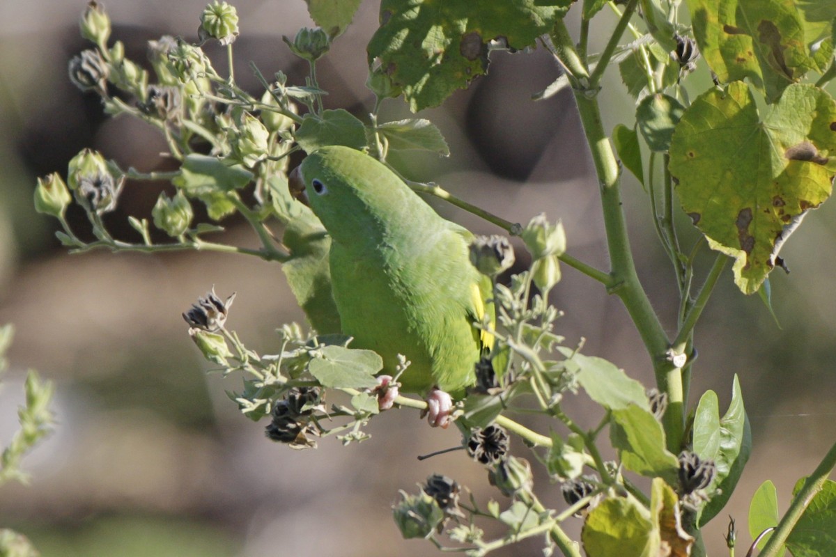 Yellow-chevroned Parakeet - ML618378581