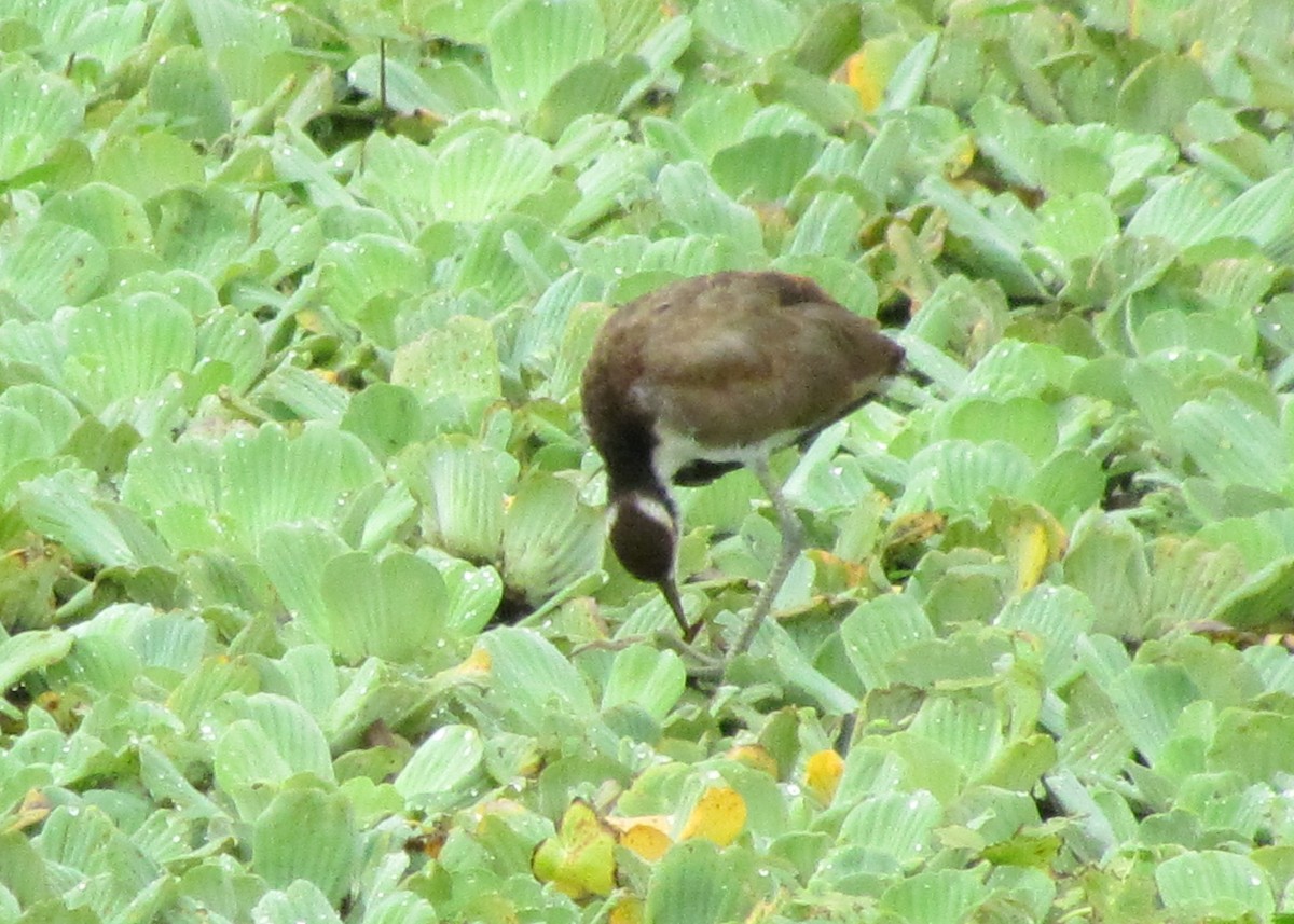 Wattled Jacana - ML618378584