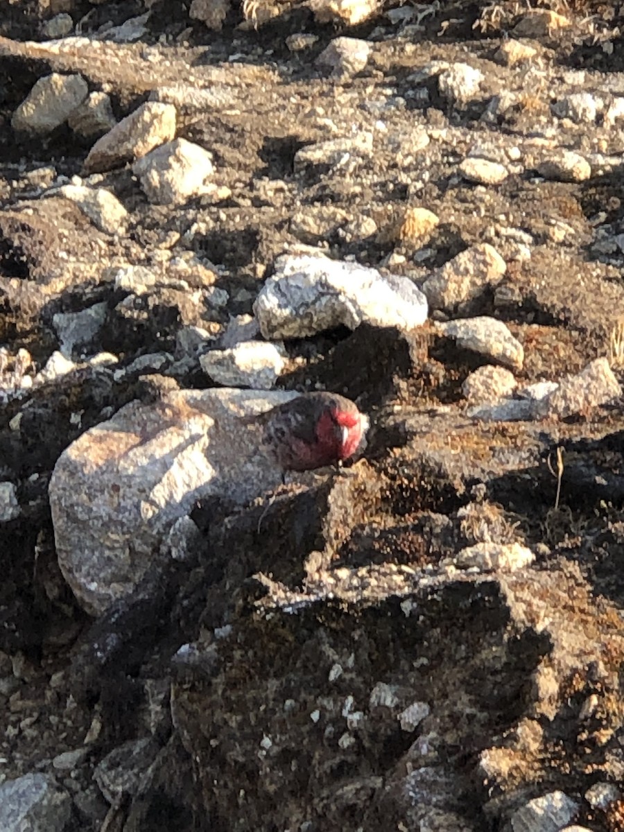 Red-fronted Rosefinch - ML618378589