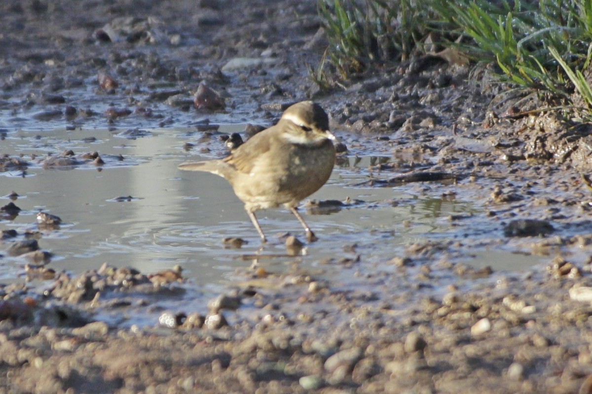 Buff-winged Cinclodes - Gabriel Carbajales