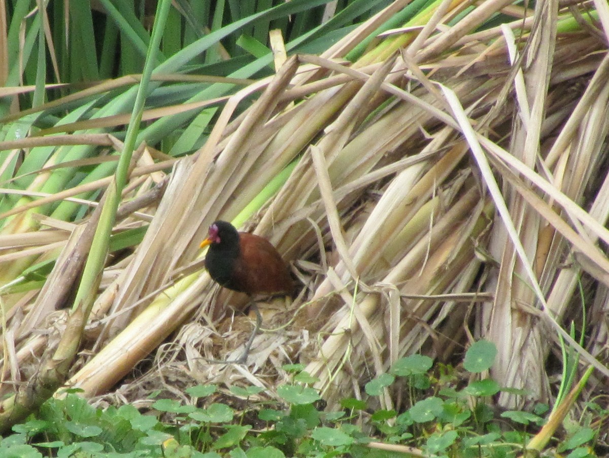 Wattled Jacana - ML618378602