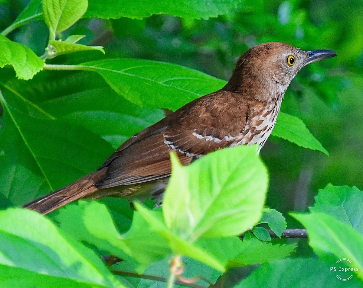 Brown Thrasher - Michael Brower