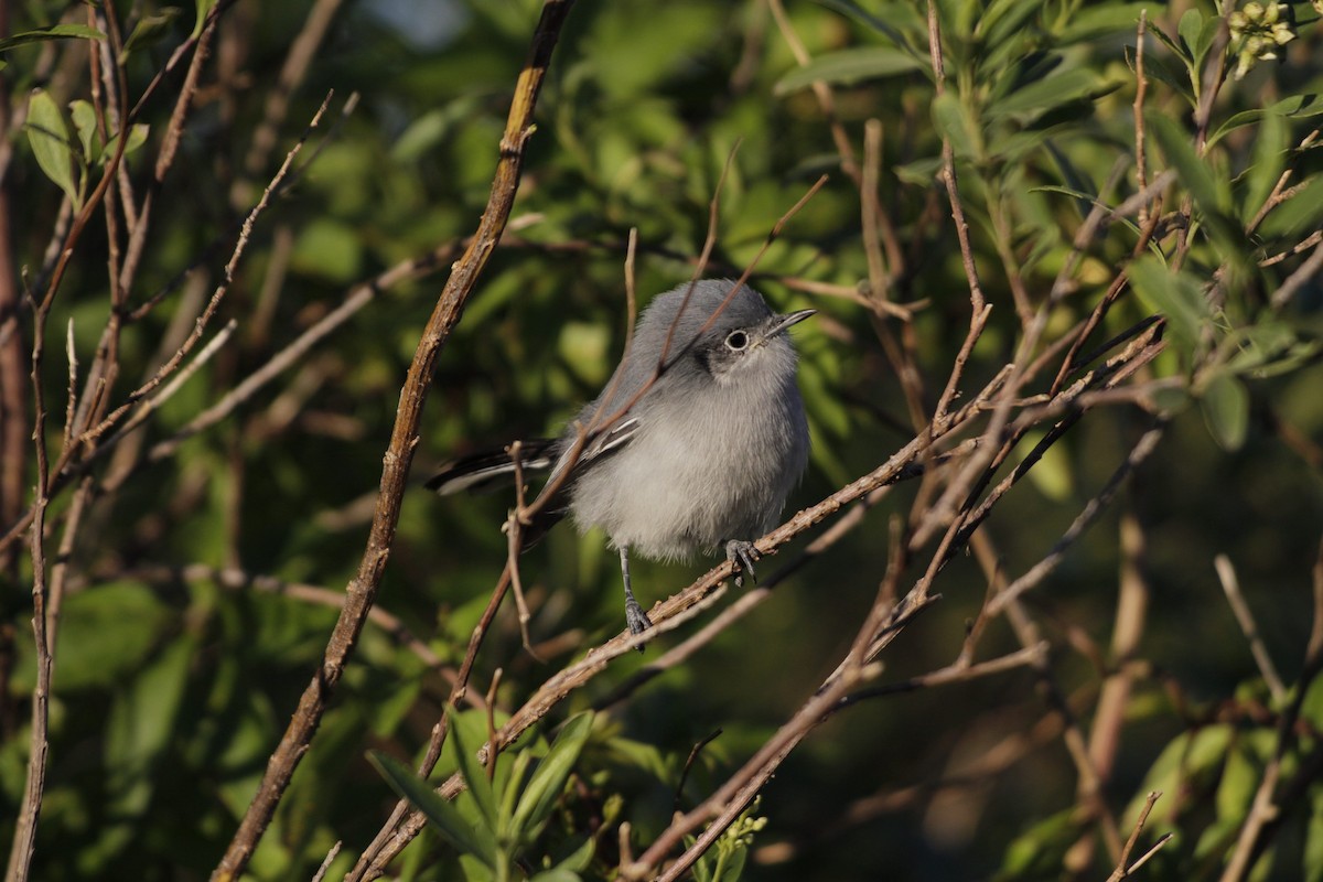 Masked Gnatcatcher - ML618378611