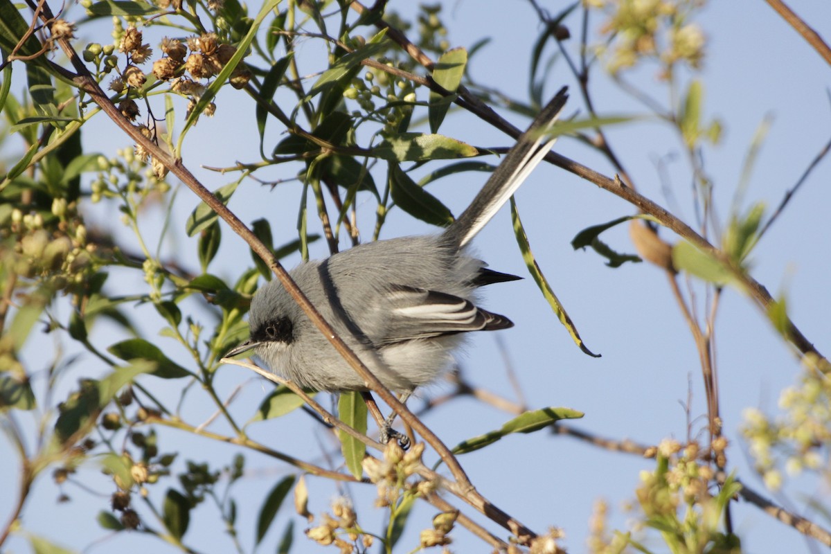 Masked Gnatcatcher - ML618378612