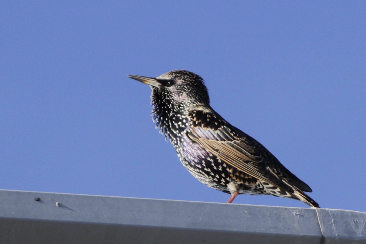 European Starling - ML618378623