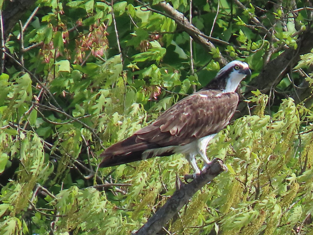 Águila Pescadora - ML618378631