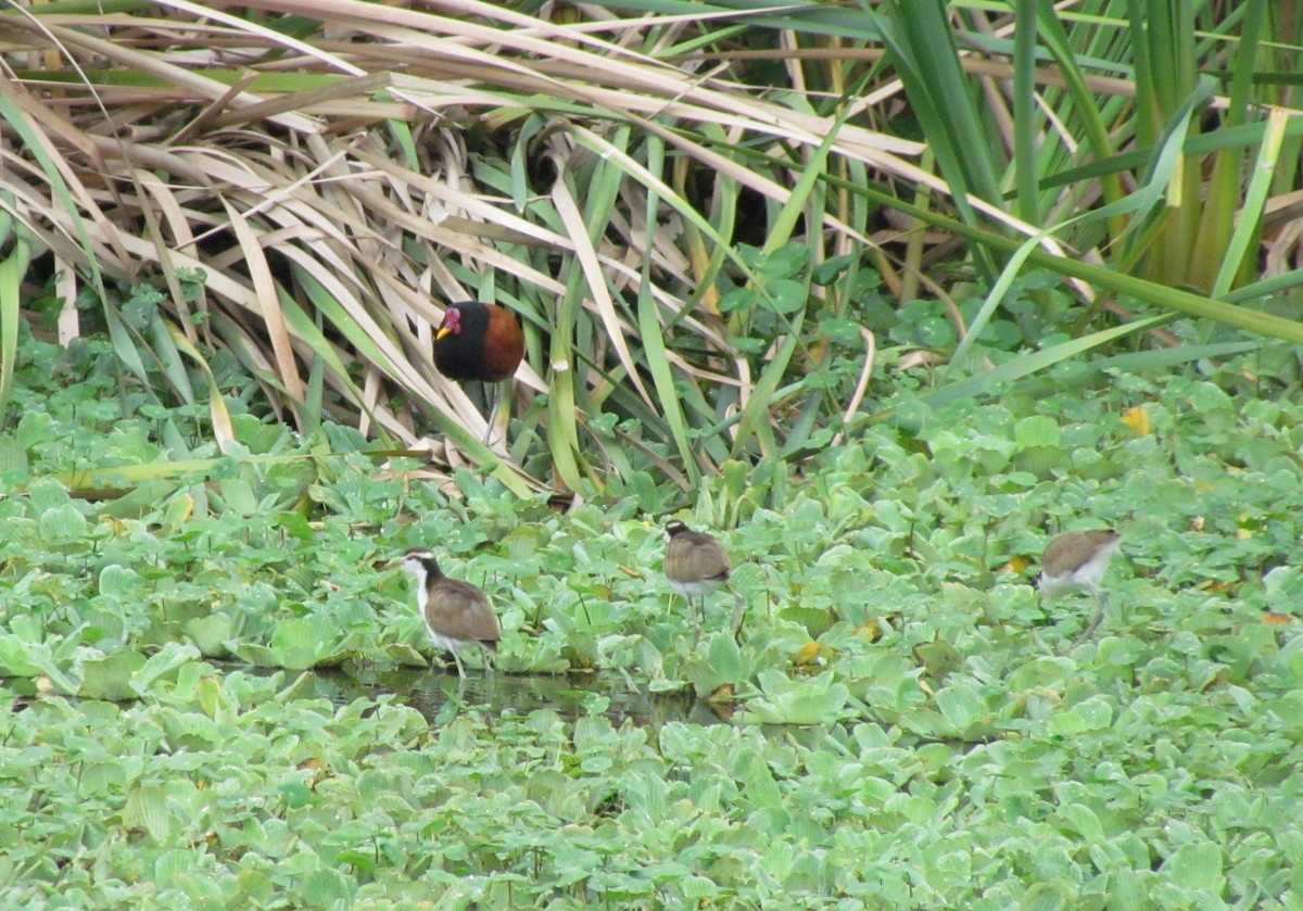 Wattled Jacana - ML618378636