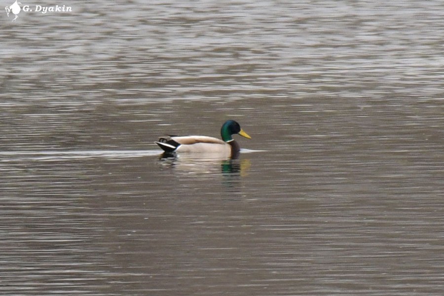 Mallard - ML618378639