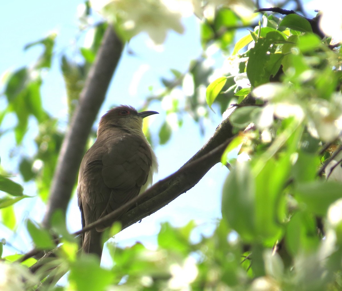 Black-billed Cuckoo - John Brenneman