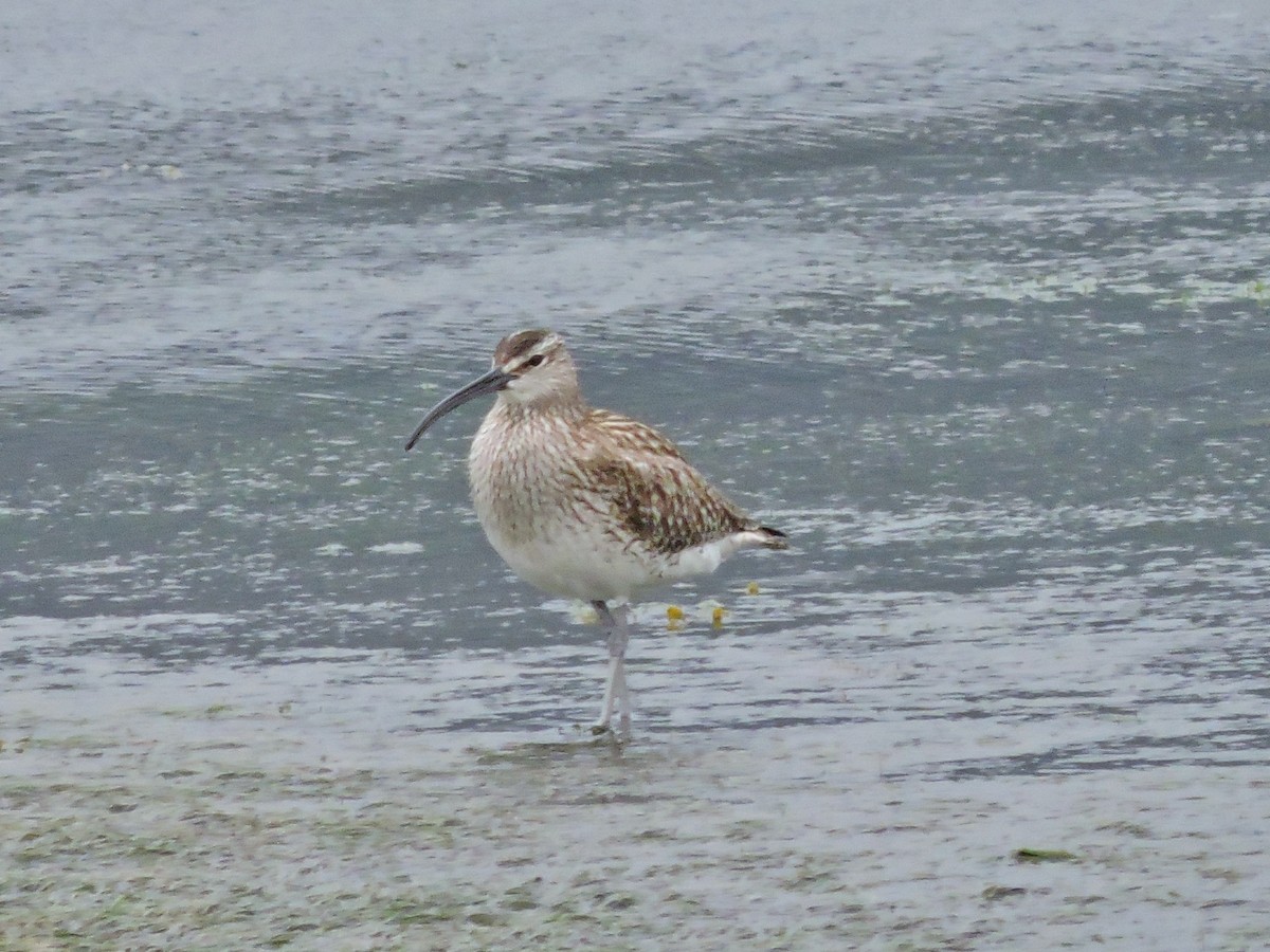 Regenbrachvogel - ML618378653