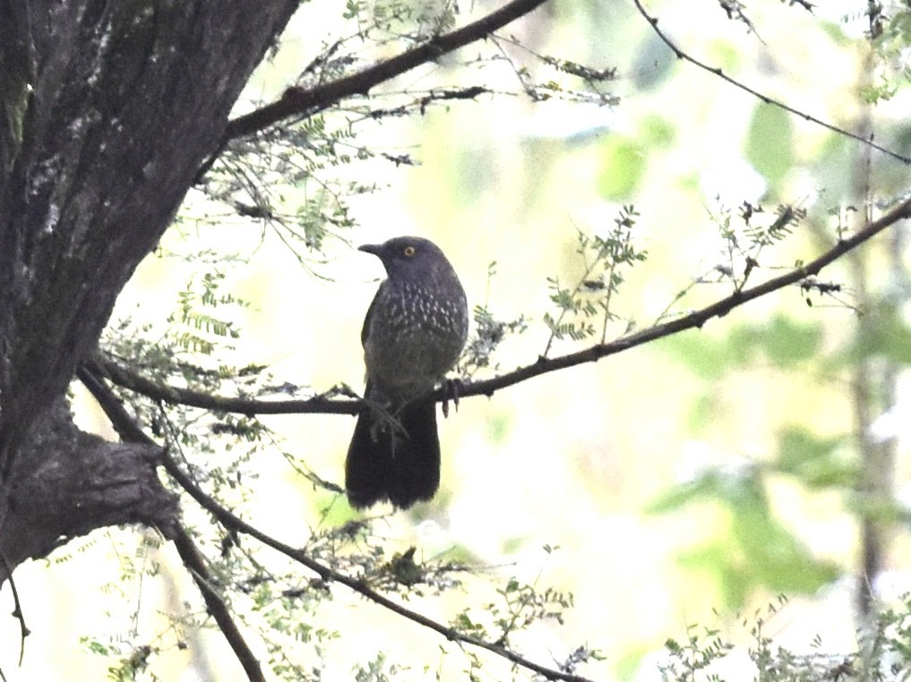 Arrow-marked Babbler - Shirley Bobier