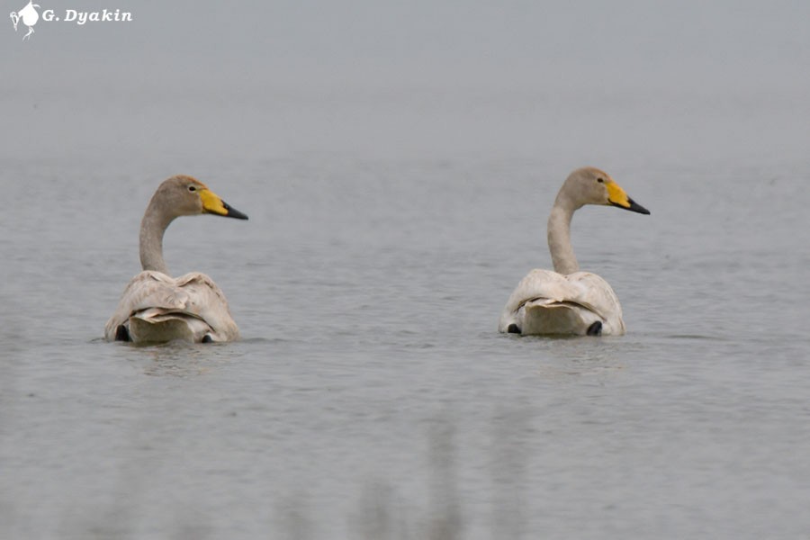 Whooper Swan - ML618378672