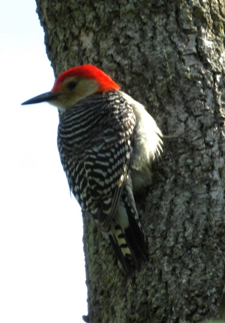 Red-bellied Woodpecker - ML618378690
