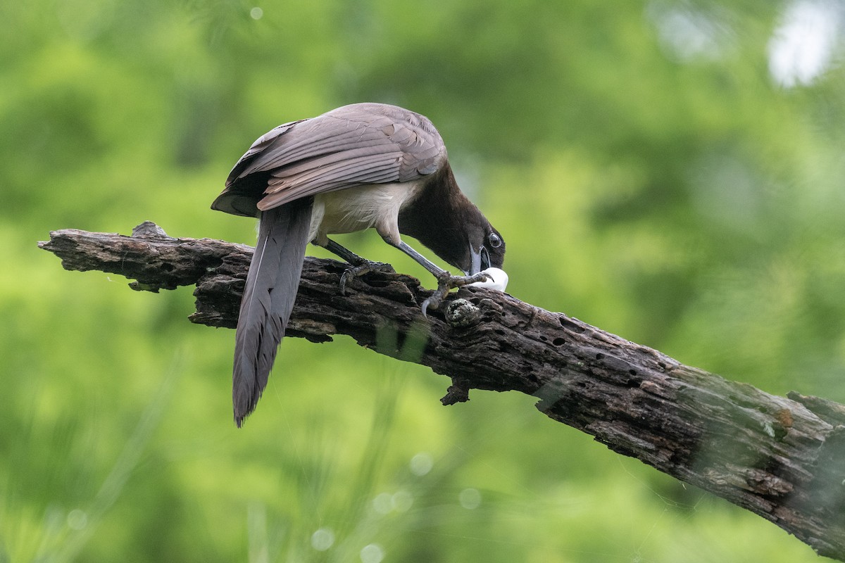 Brown Jay - Thomas Carlile