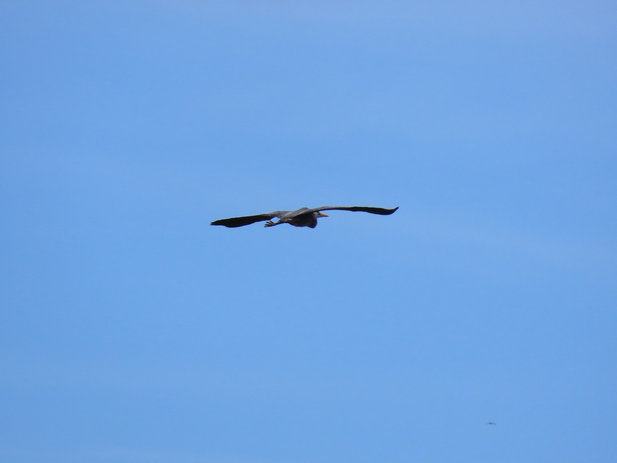 Great Blue Heron - ML618378724