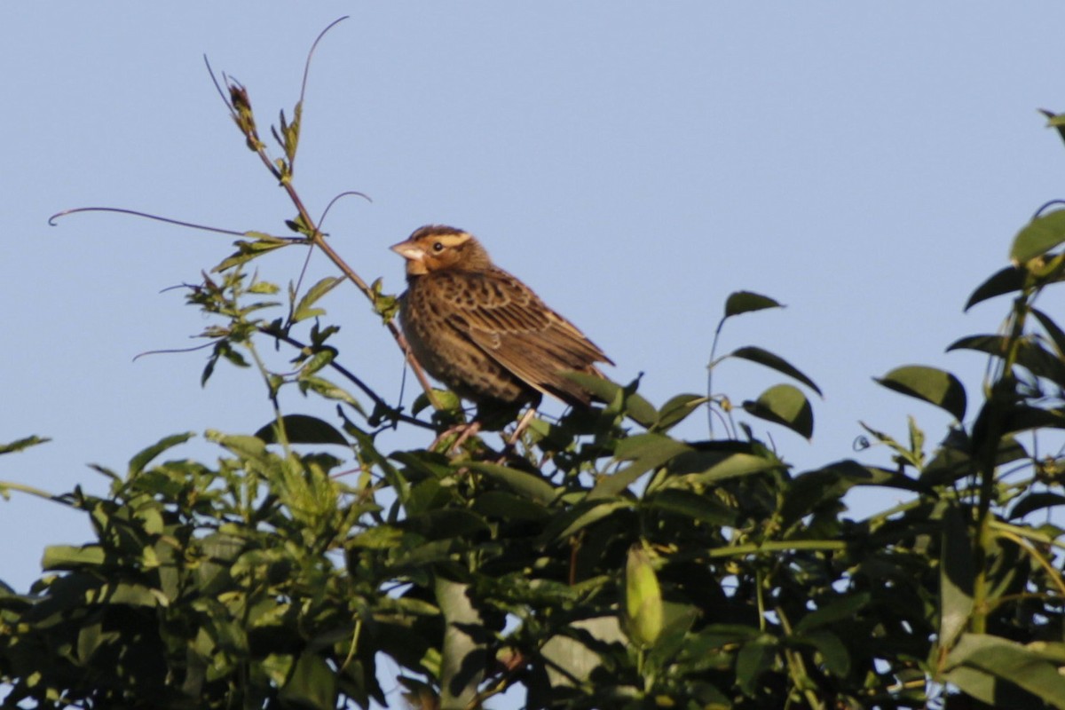 White-browed Meadowlark - ML618378731