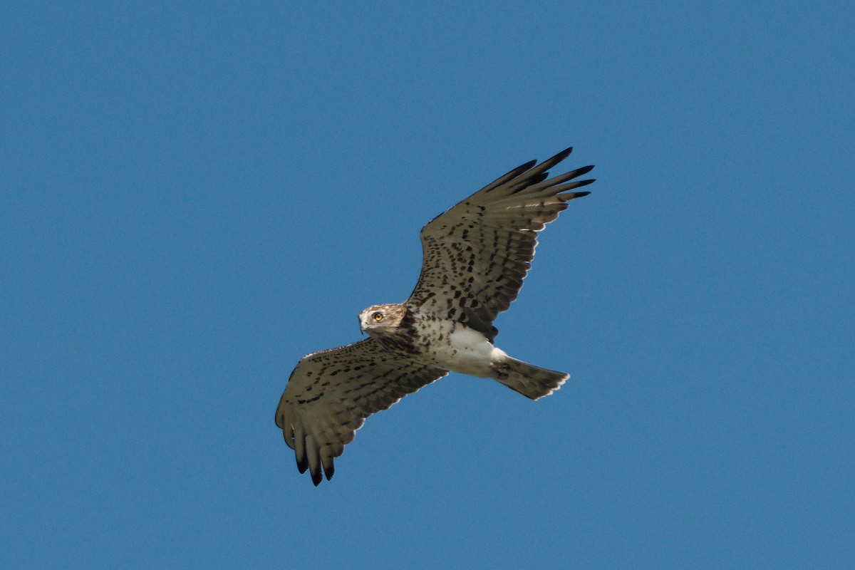 Short-toed Snake-Eagle - ML618378741