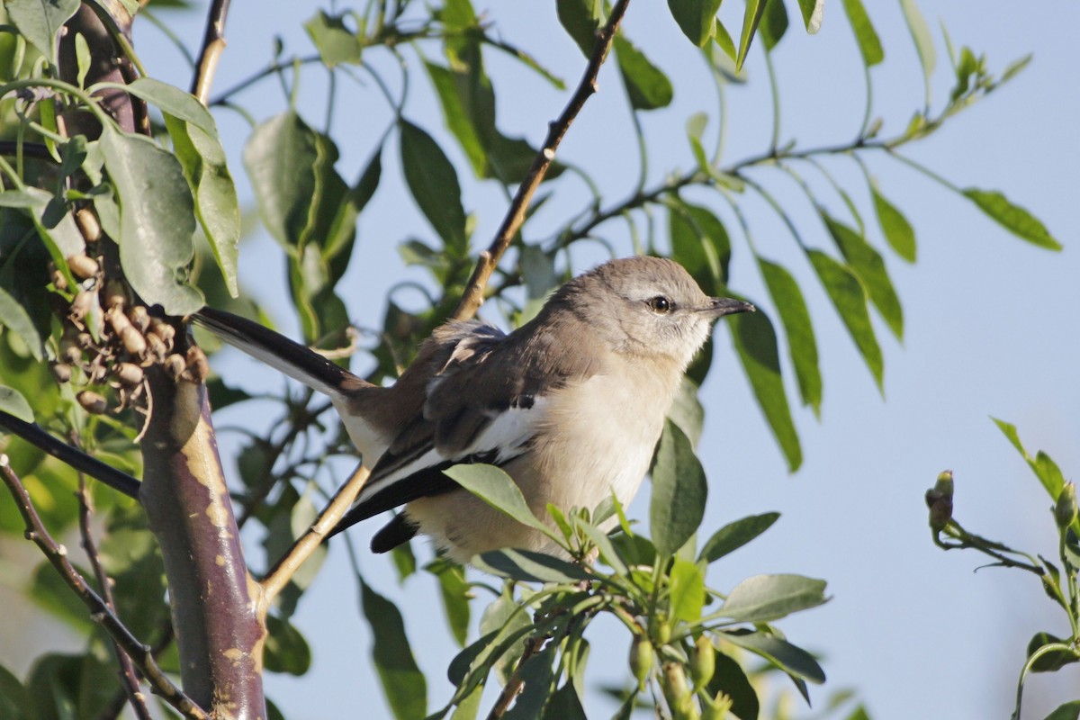 White-banded Mockingbird - ML618378758