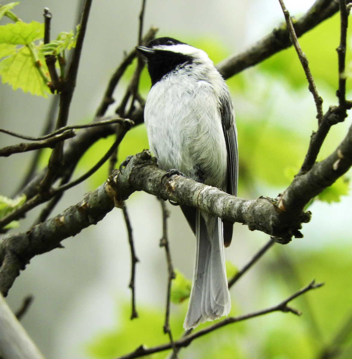 Carolina Chickadee - ML618378775