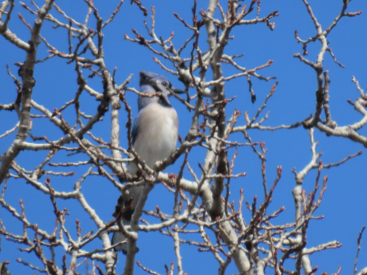 Blue Jay - ML618378783