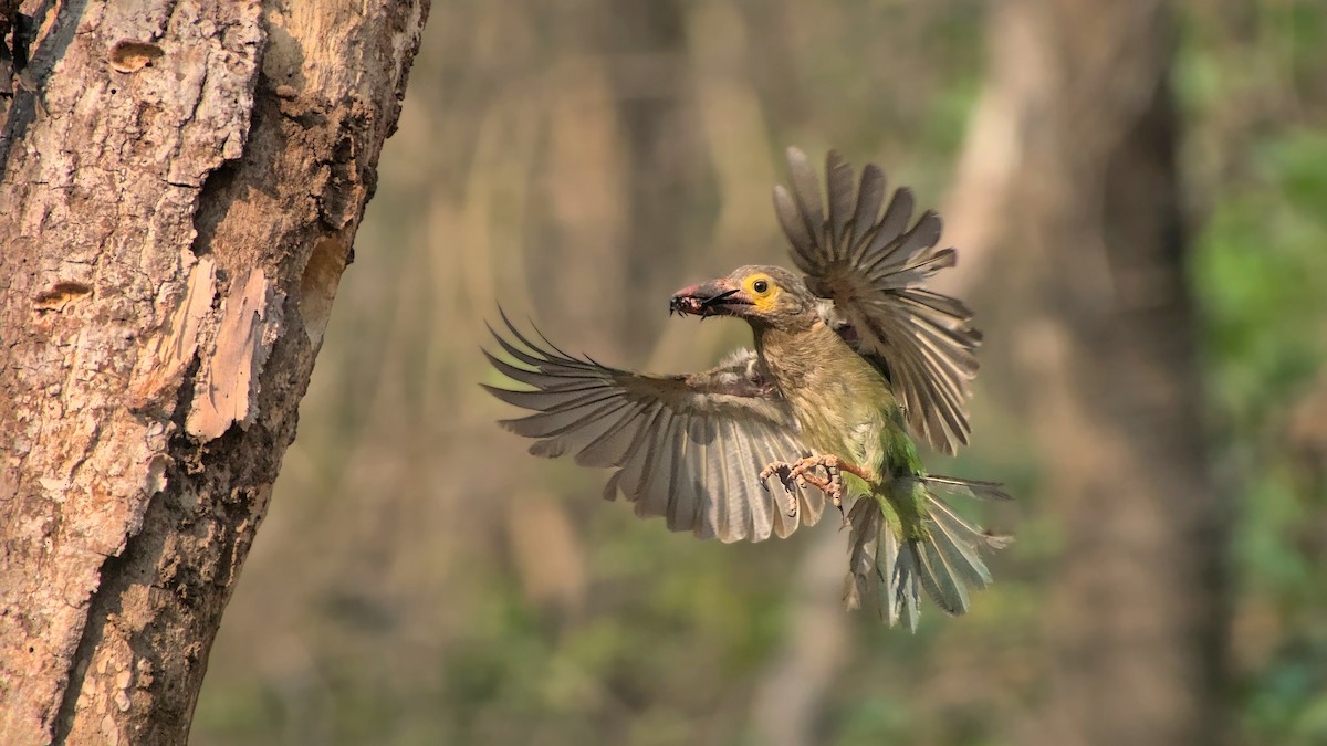 Kahverengi Başlı Barbet - ML618378798