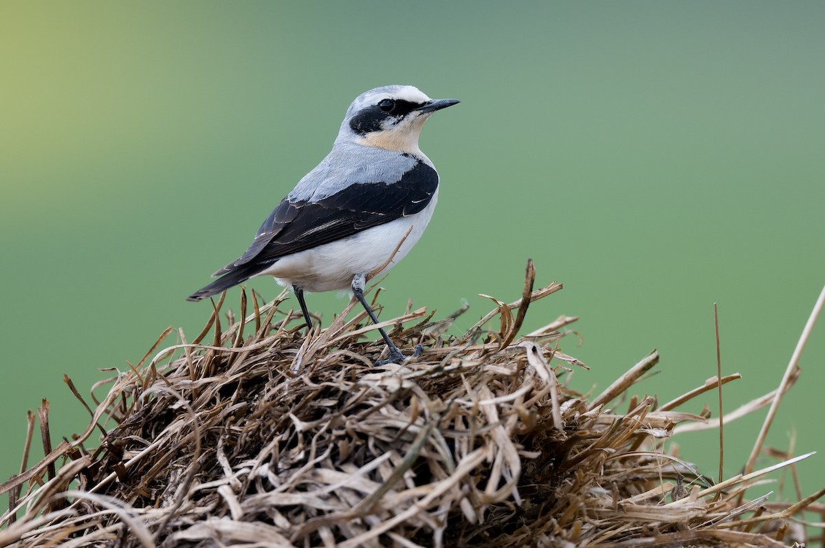 Northern Wheatear - Pavel Štěpánek