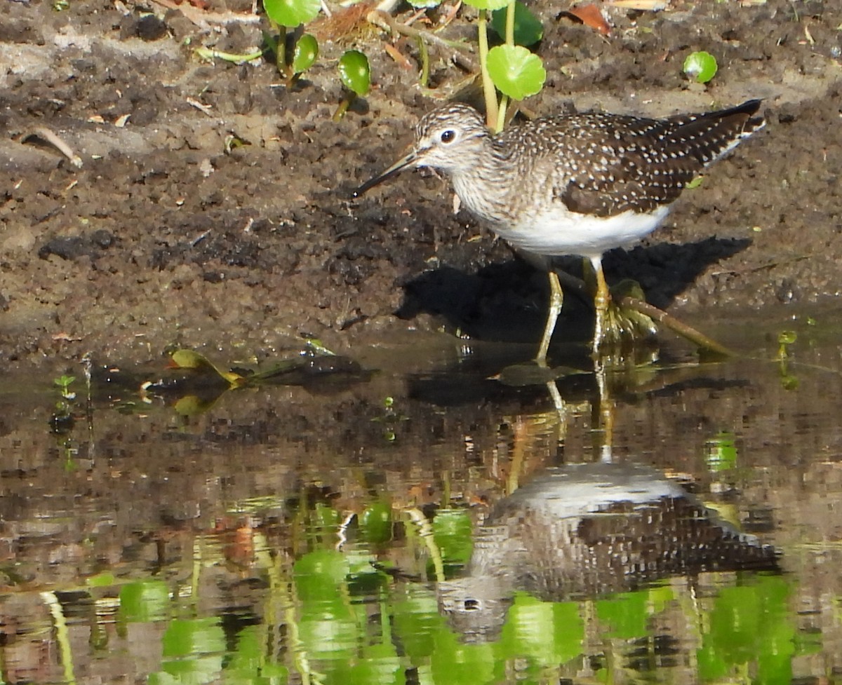 Solitary Sandpiper - Cynthia Elder