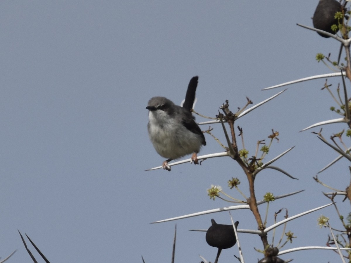 African Gray Flycatcher (African Gray) - ML618378859