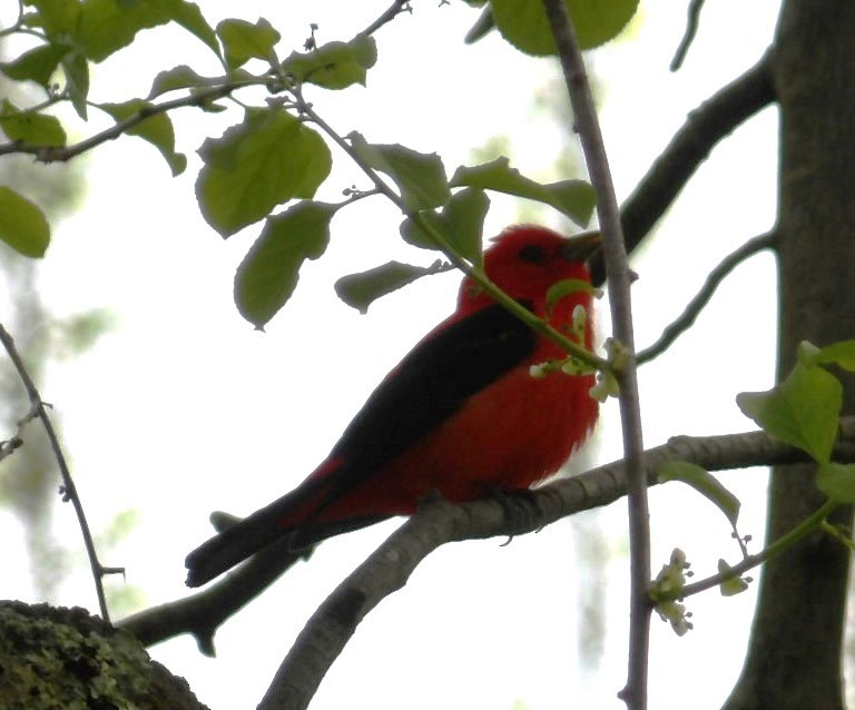 Scarlet Tanager - ML618378896