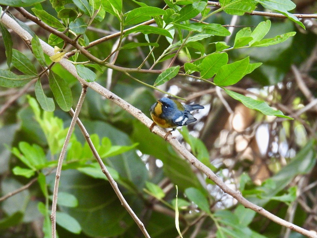 Northern Parula - ML618378897