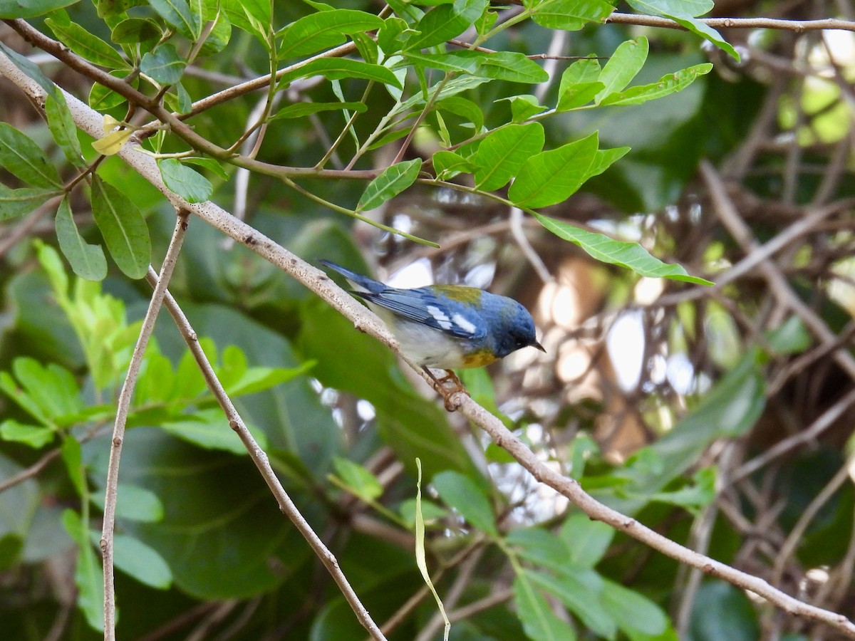Northern Parula - ML618378898