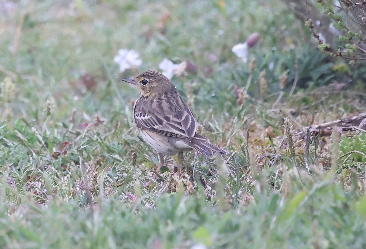 Tree Pipit - Ashley Banwell