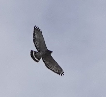 Broad-winged Hawk - ML618378935