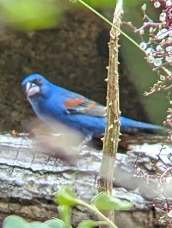 Blue Grosbeak - Benjamin Sweeney