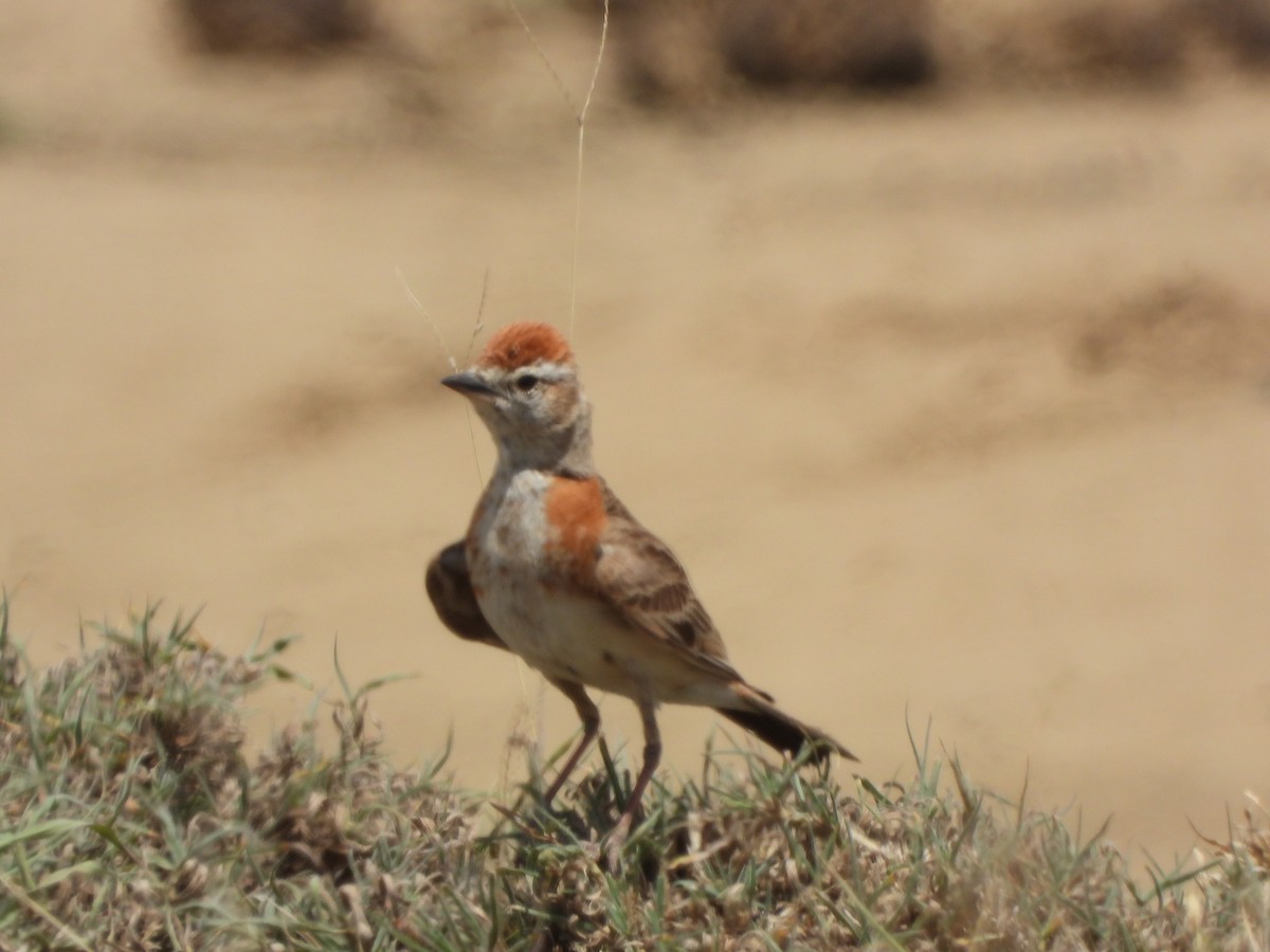 Red-capped Lark - Lynn Scarlett