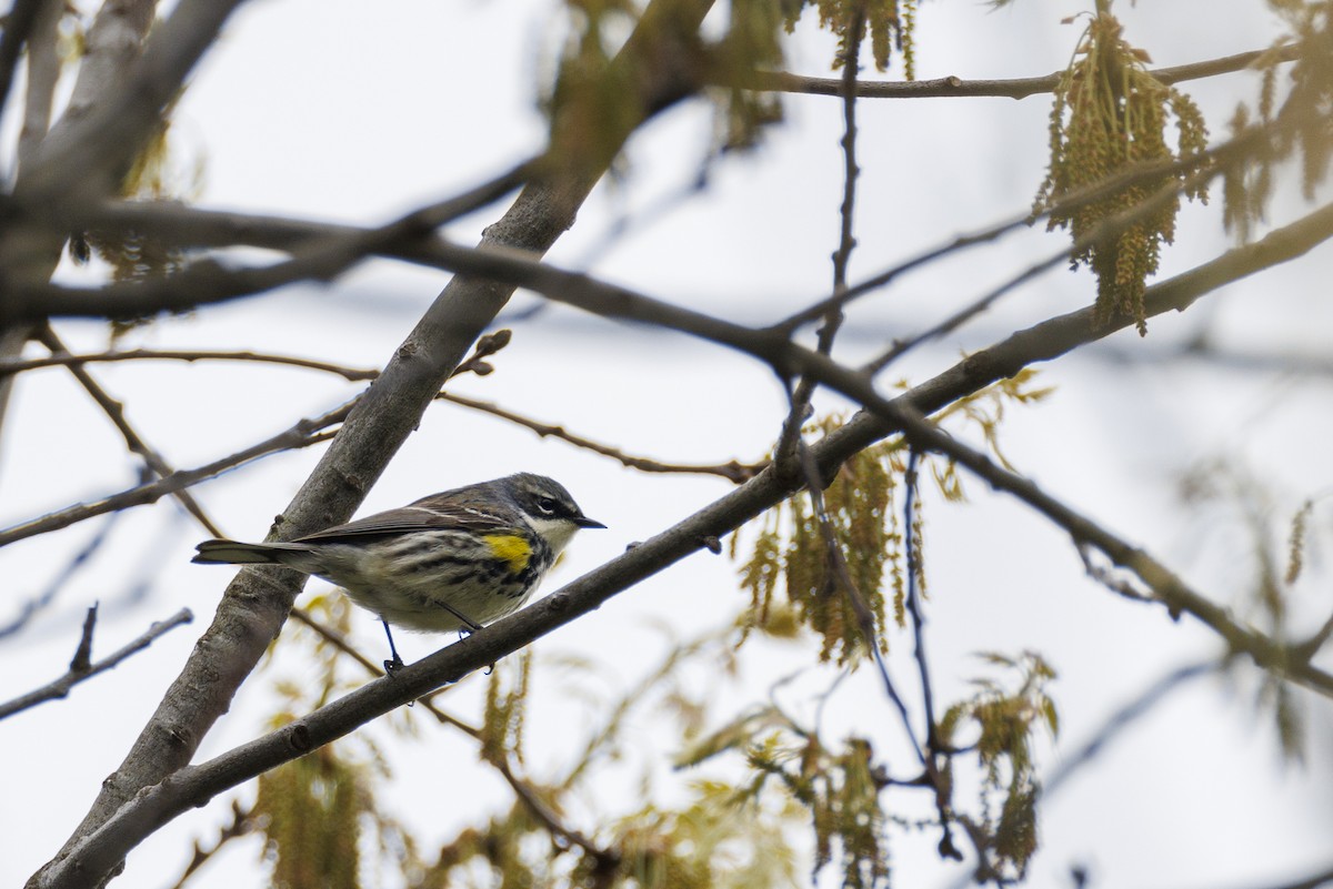 Yellow-rumped Warbler - Joe Oliverio