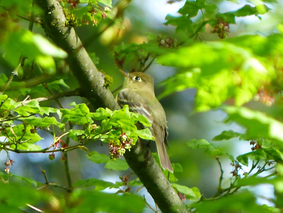 Western Flycatcher - ML618379040