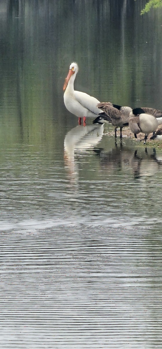 American White Pelican - ML618379079