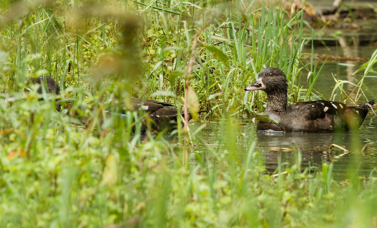 African Black Duck - ML618379081