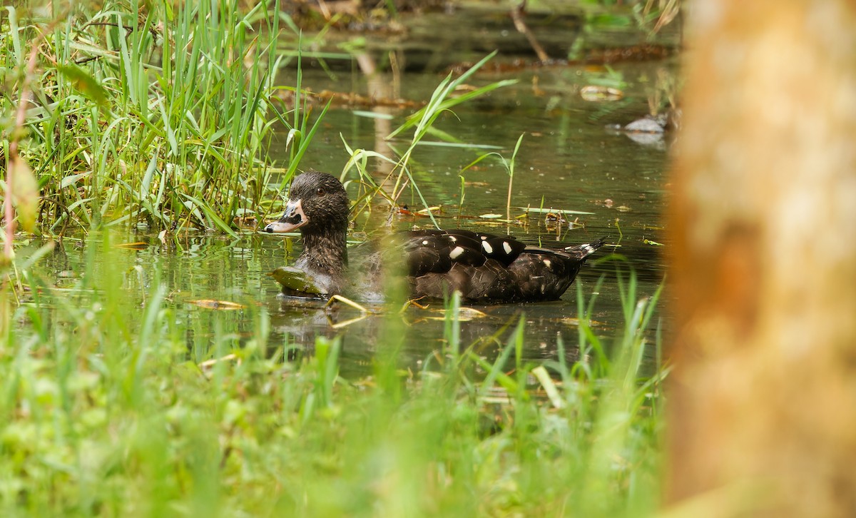 African Black Duck - ML618379082