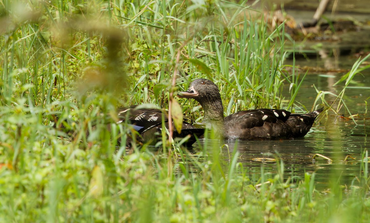 African Black Duck - ML618379083